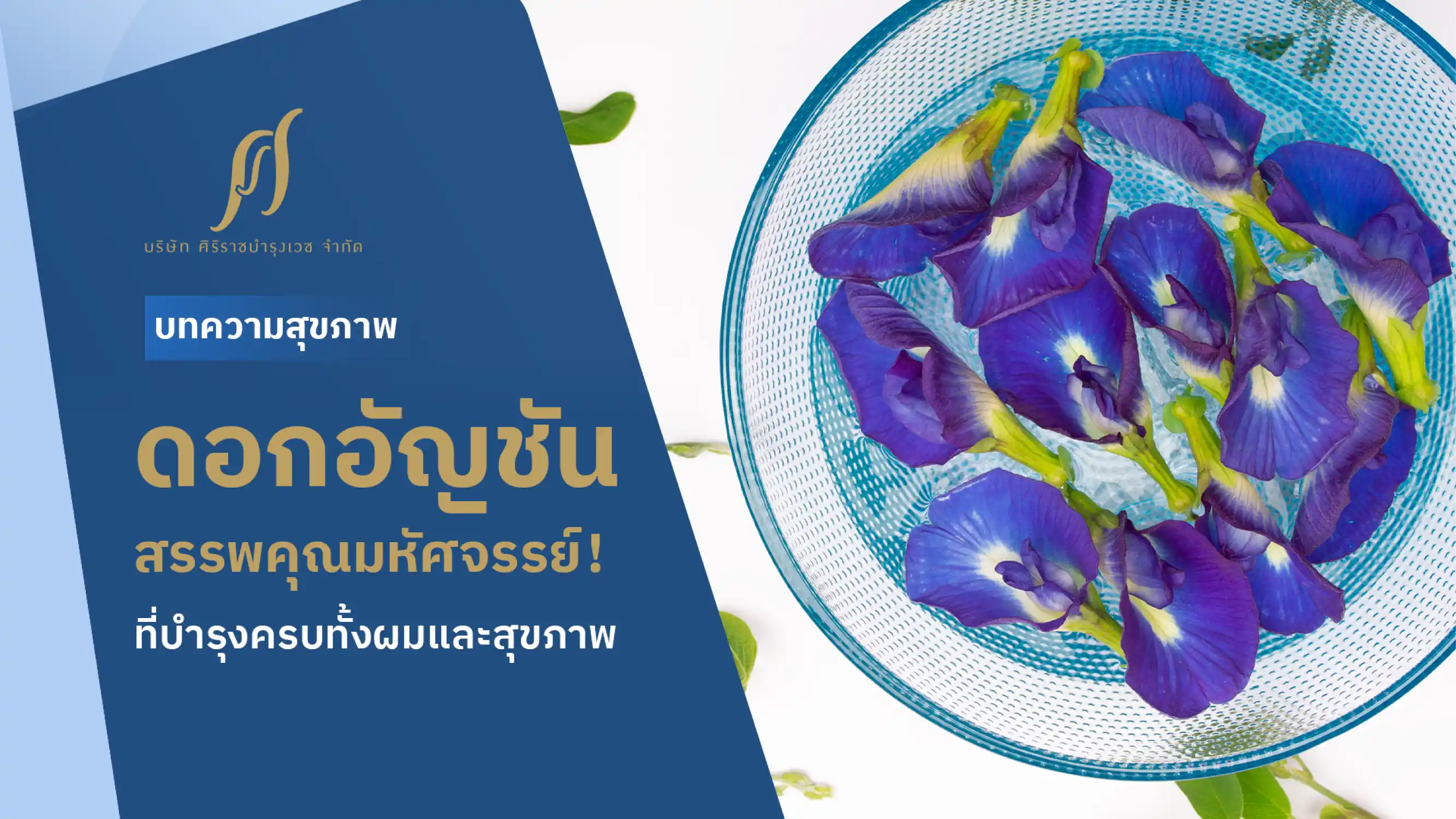 ดอกอัญชัน สรรพคุณที่บำรุงได้ครบทั้งเส้นผมและสุขภาพ