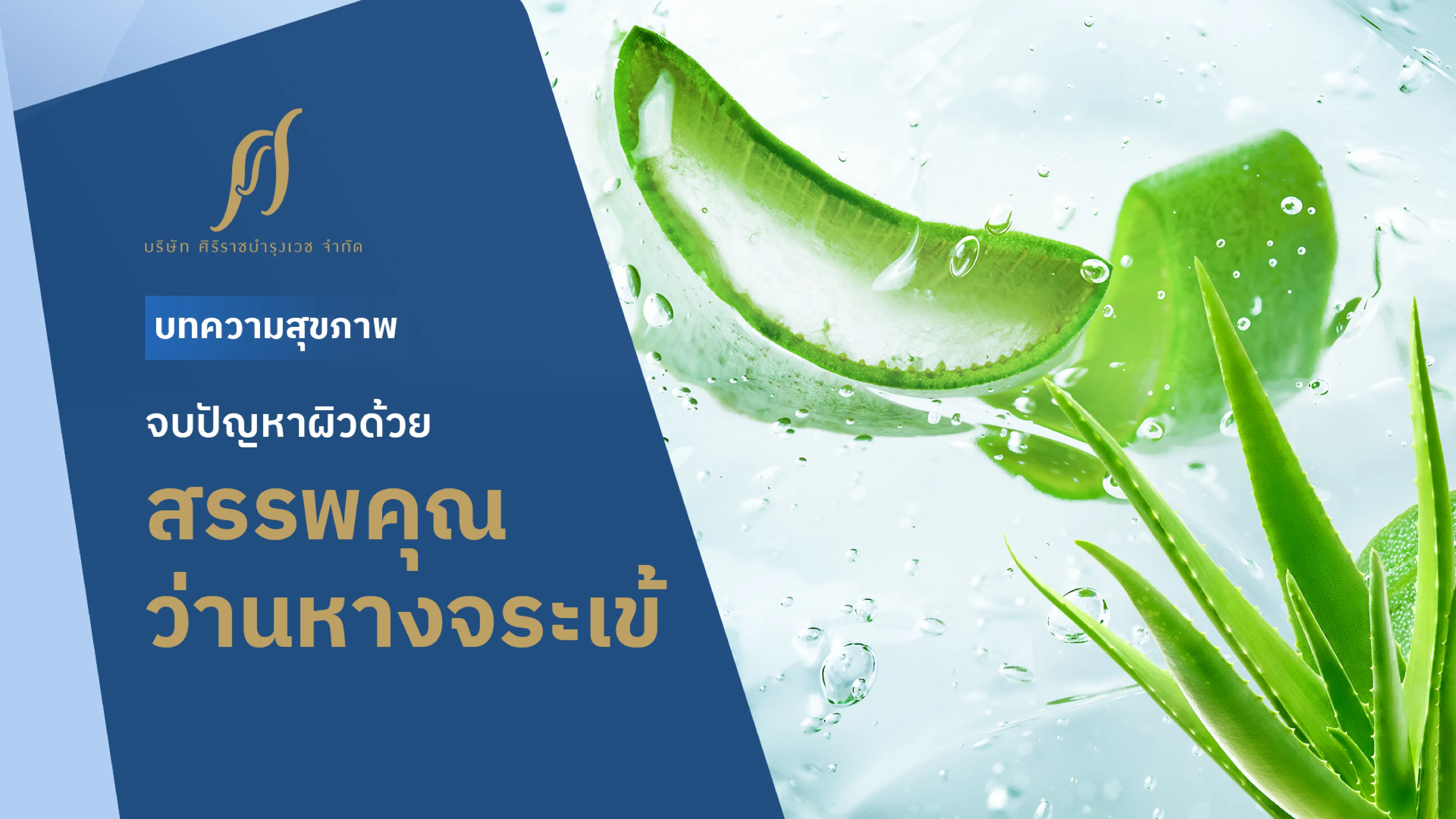 ว่านหางจระเข้ กู้ปัญหาผิวให้กลับมาชุ่มชื้นด้วยพลังธรรมชาติ